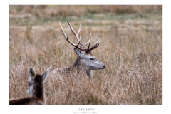 HighlandWildlifePark