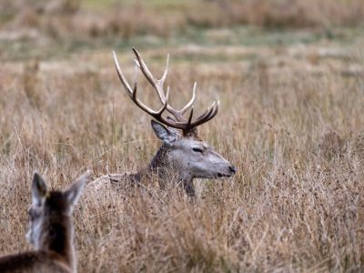 Highland Wildlife Park 76